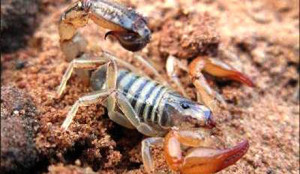 Alacranes-I