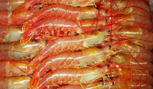 langostino L3= 21-30 piezas por kilo