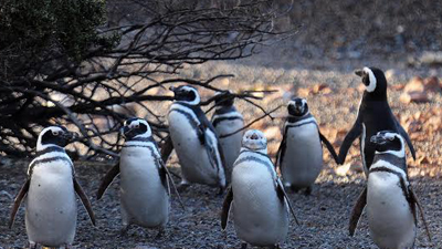 Pinguinera Punta Tombo-Chubut-