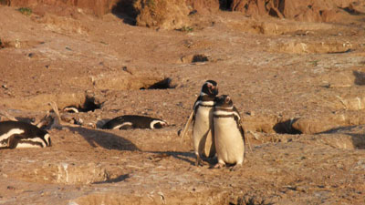 11111-pinguinos
